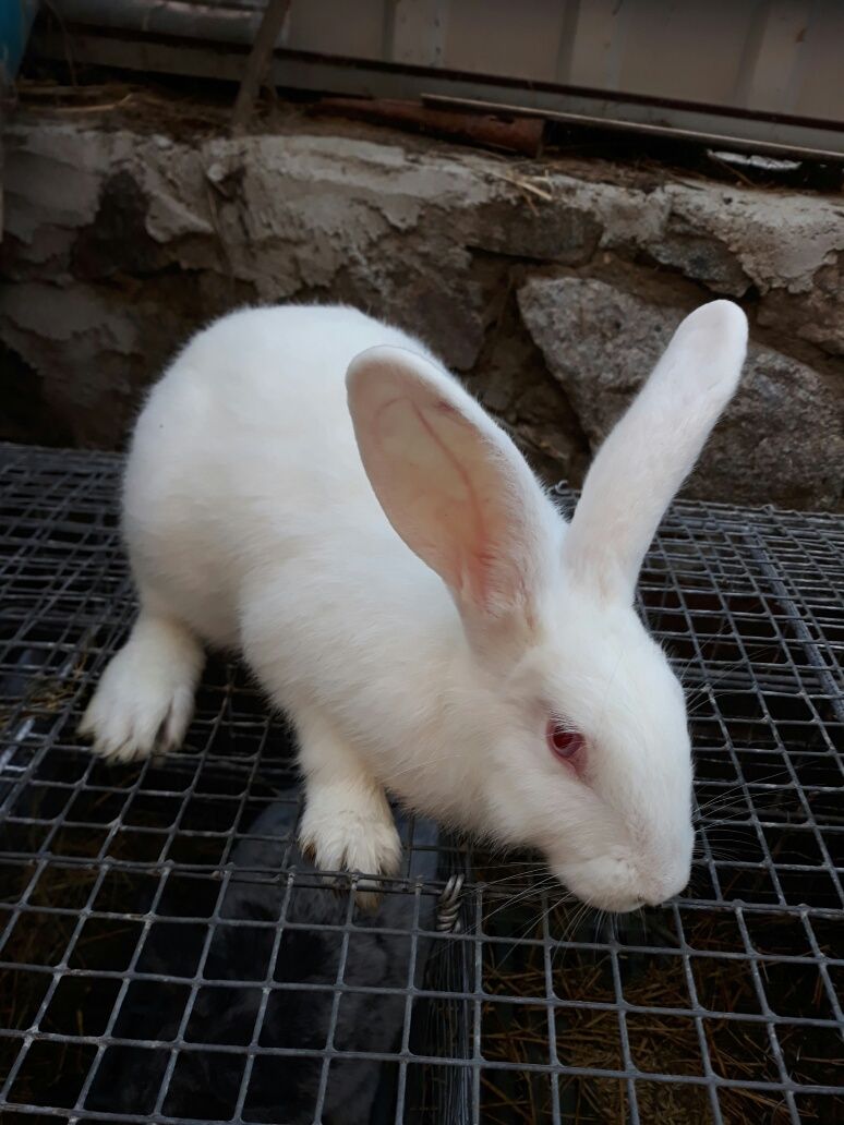 Кролики Термонська біла Полтавське срібло  Баран НЗЧ