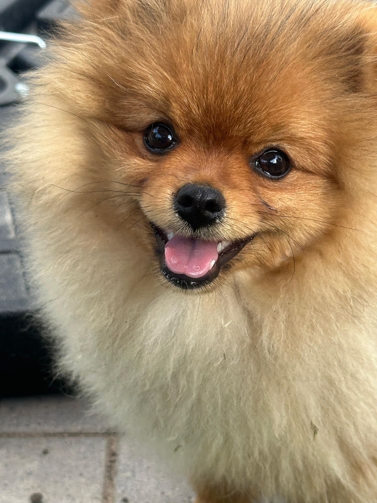 Szpic miniaturowy , pomeranian