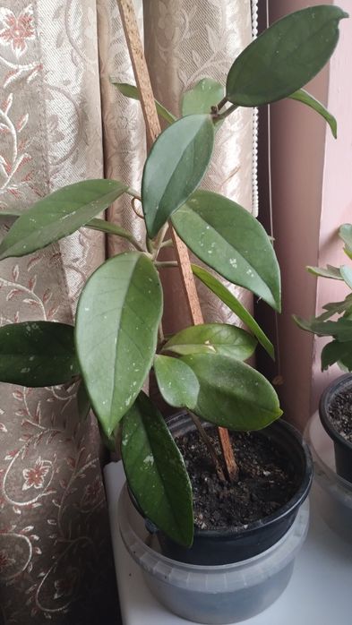 Хойя,санси каланхое.