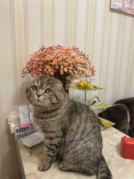Вязка скотиш фолд