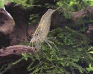 krewetka amano Caridina multidentata