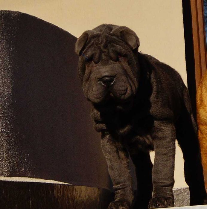 Filo, piękny samiec Shar Pei ,z rodowodem, zagraniczni rodzice FCI