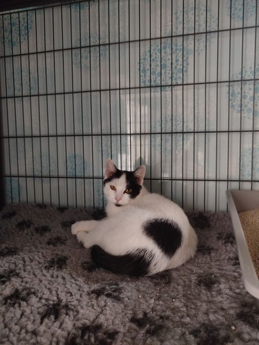 Przekochani JETTA I STEWARD szukają wspólnego domu