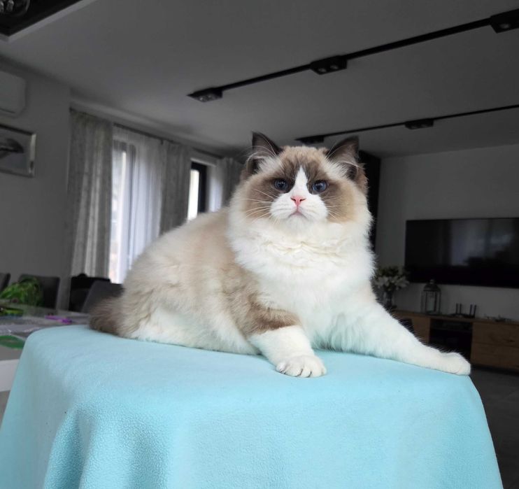 Ragdoll kocur z rodowodem FPL.