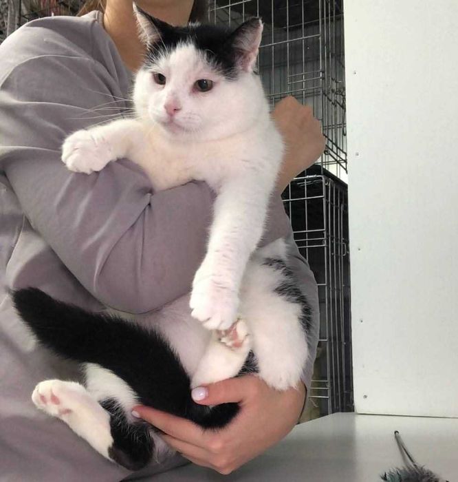 Котик Семен шукає свою родину!