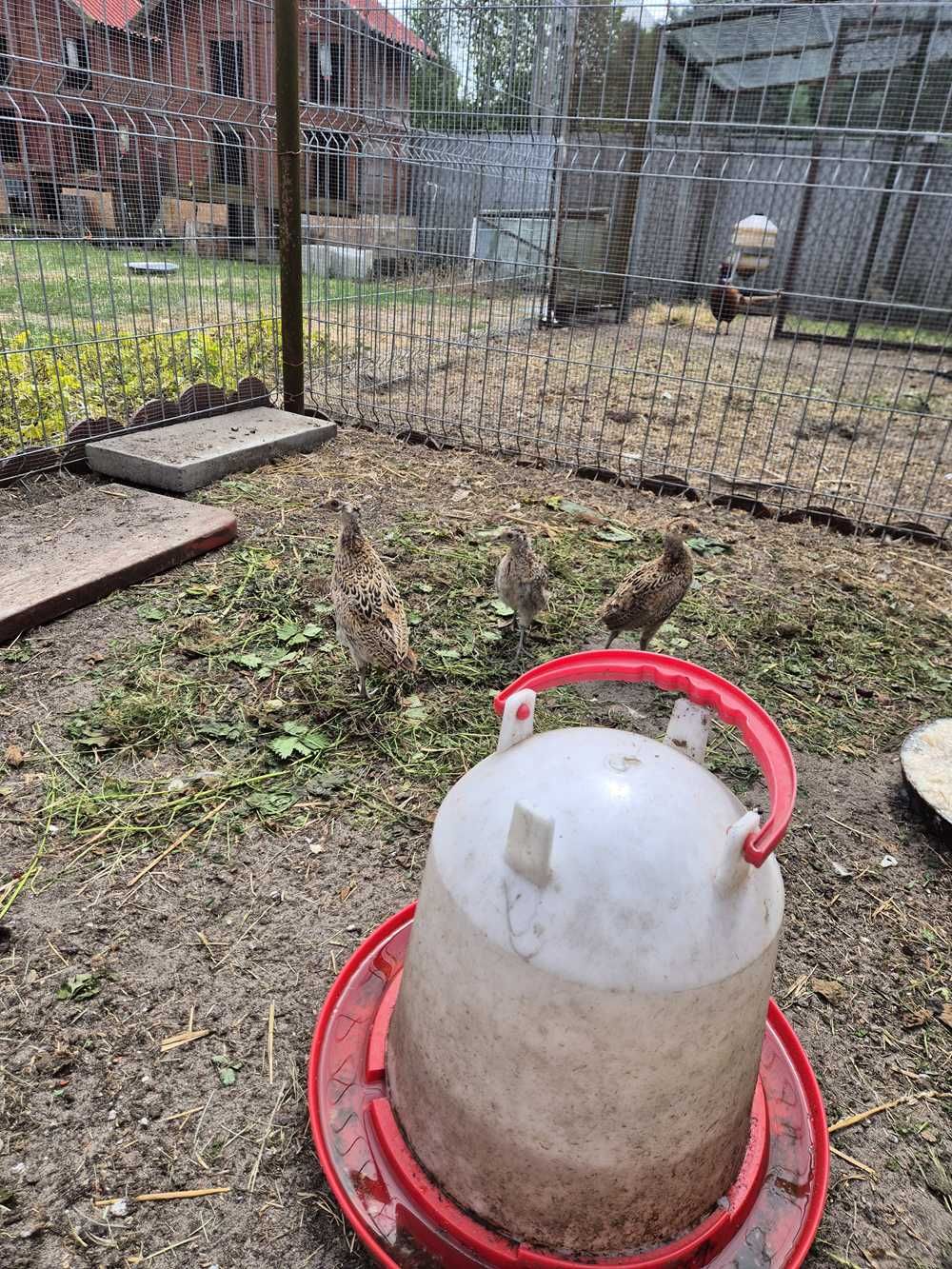 bażanty polne łowne młode