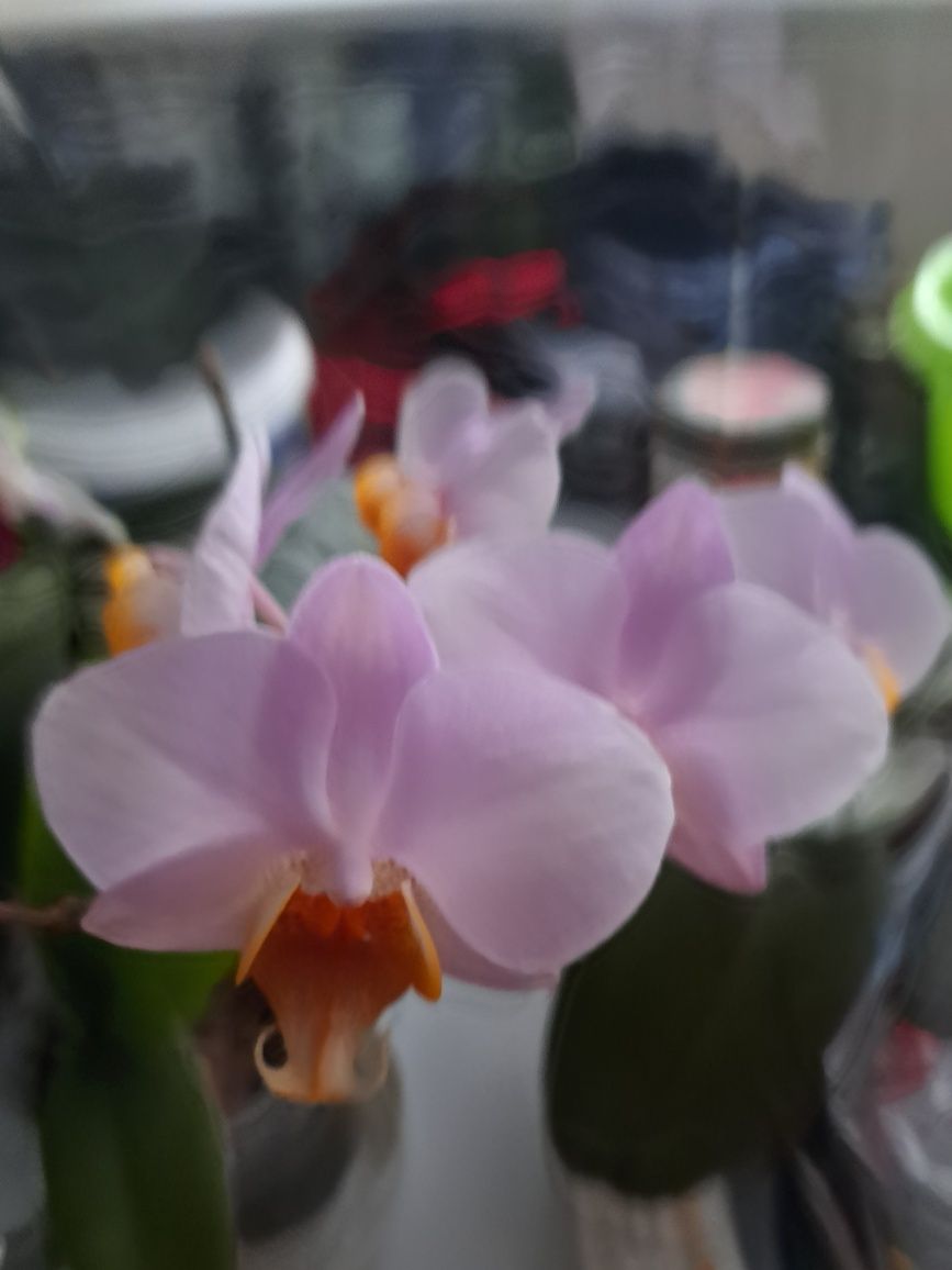 Продам орхідеї всі