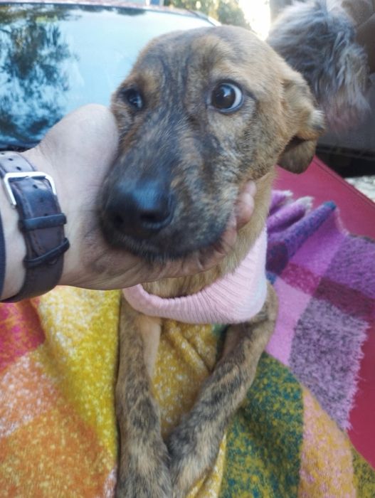 Gazela para adoção muito responsável