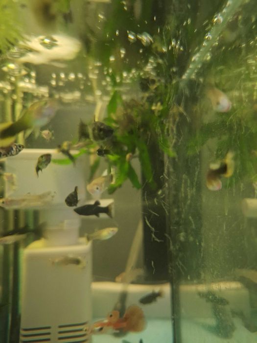 Gupik samce i samice , młode różny rodzaj  wielkości około 2-3 cm