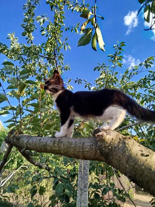 Шикарная Кира, 5 месяцев! Девочка)