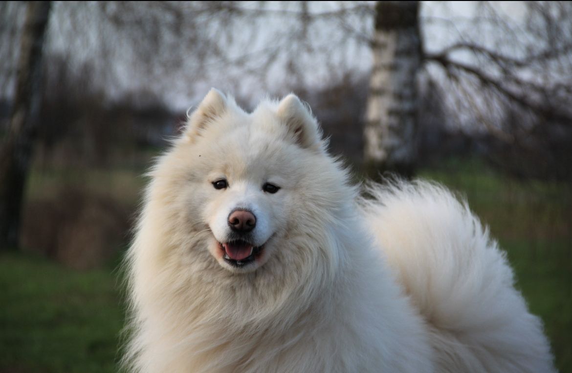 Piesek Samoyed Samojed. Zapraszamy