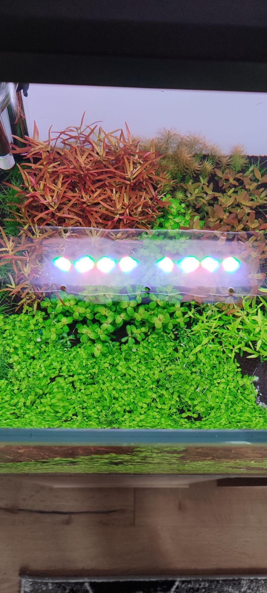 Rośliny z przycinki. Rotala blood Red, Bacopa salazannii purple, itd