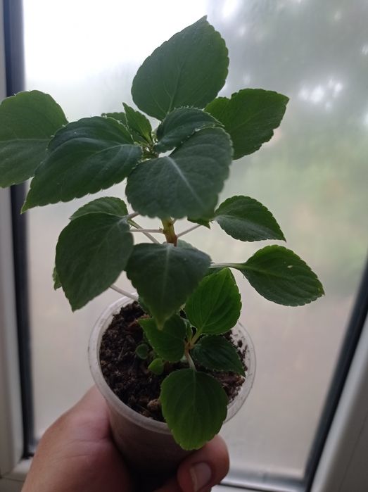 Бальзамин красавчик