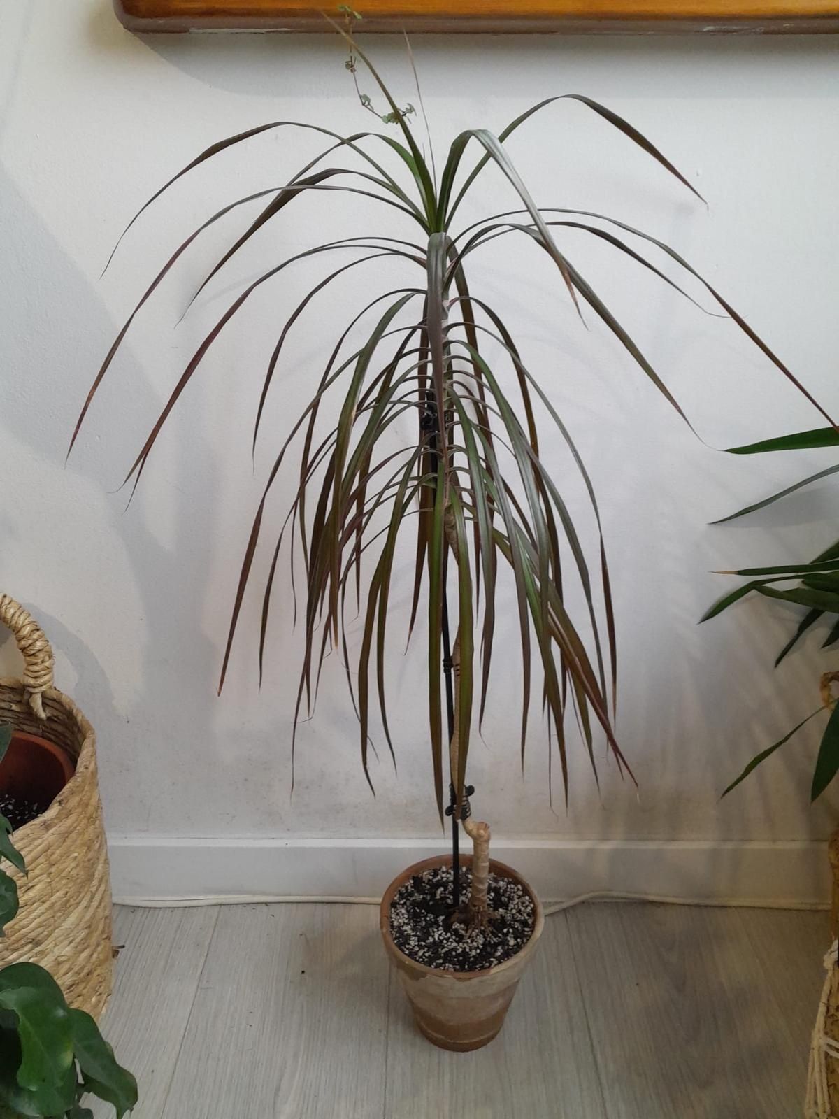 Dracena w doniczce 80 cm