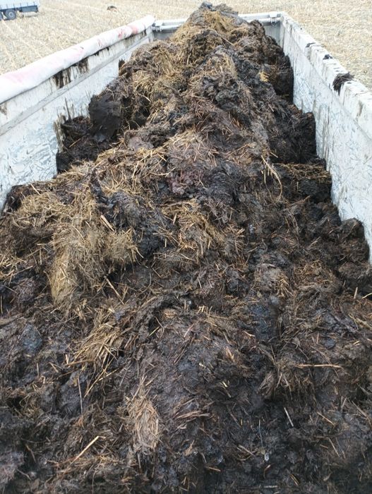 Obornika bydlęcy od krów krowi dostawy 25 ton