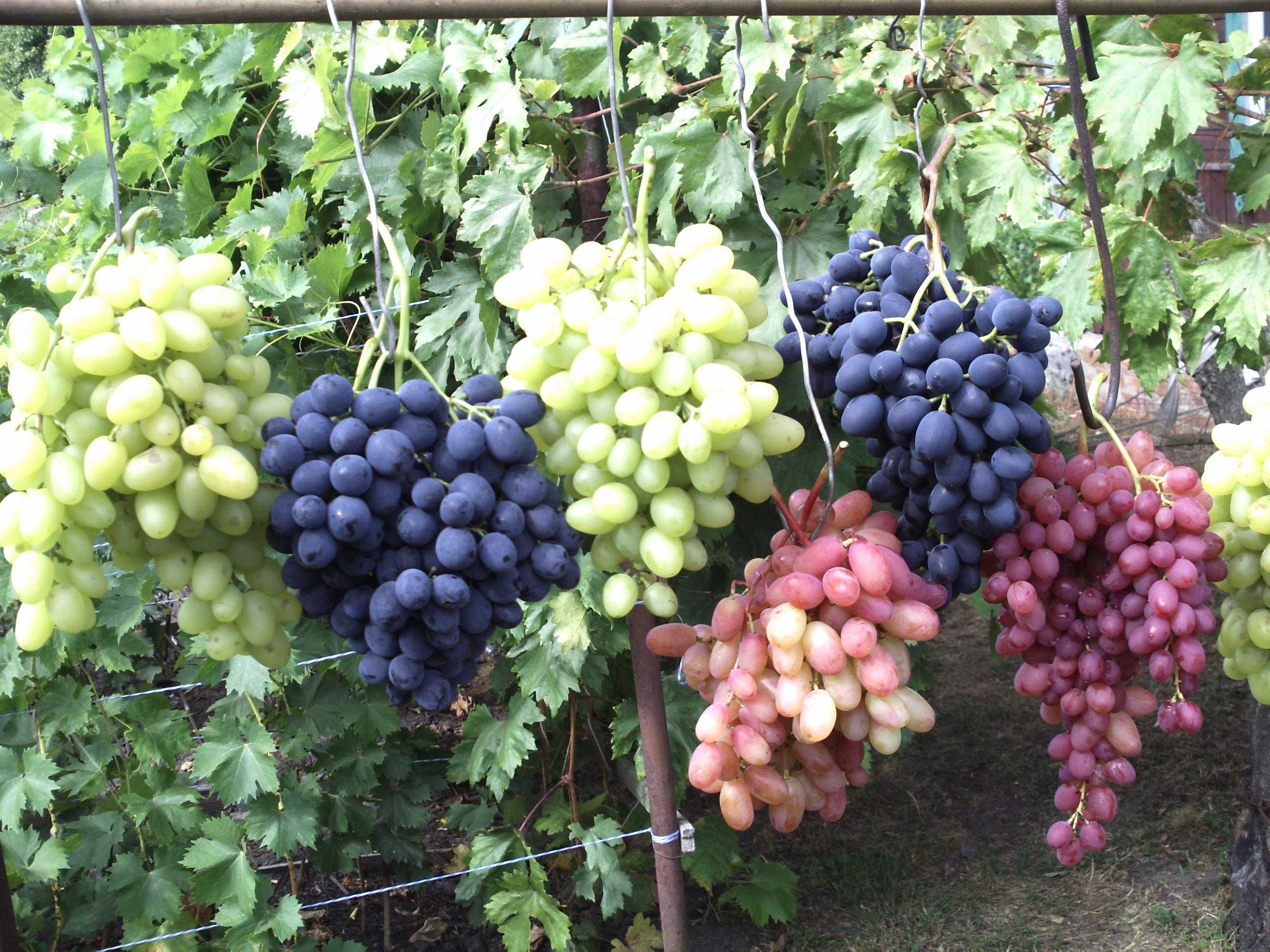 саджанці винограду столових сортів