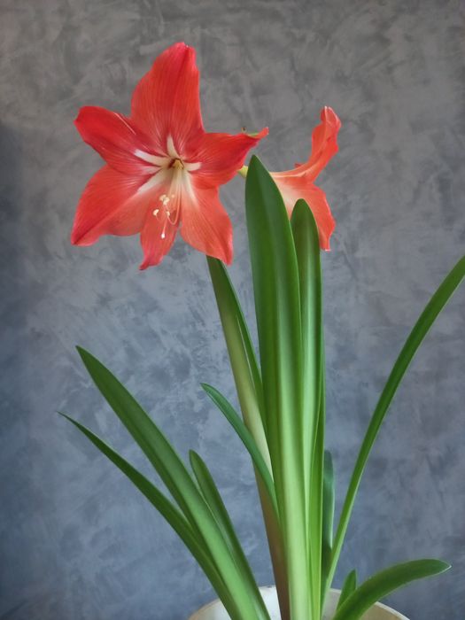 Квіти Гіппеаструм, цибулини