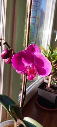 Орхидея фалеонопсис