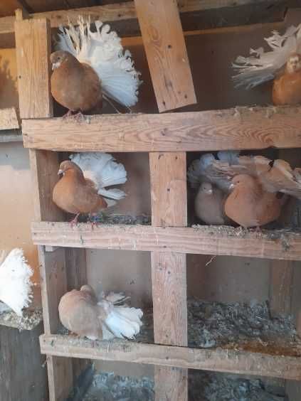 Gołębie Pawiki nowy typ