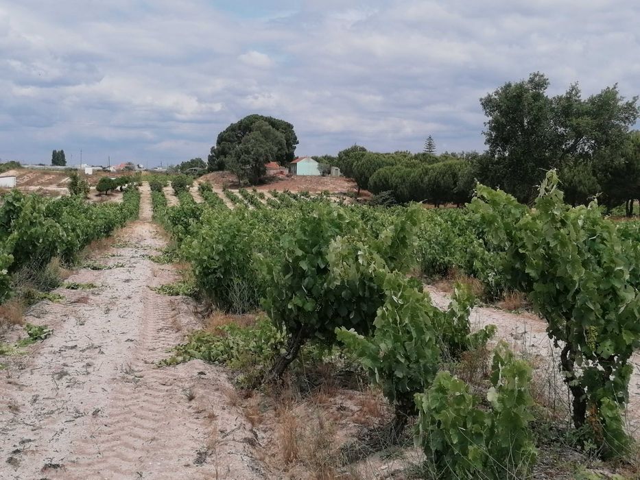 Terreno Rústico com 5.147 m2 - Cajados - Palmela