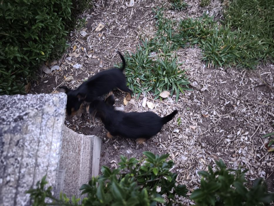 Yorkshire Terrier miniatura criado em ambiente familiar disponível par