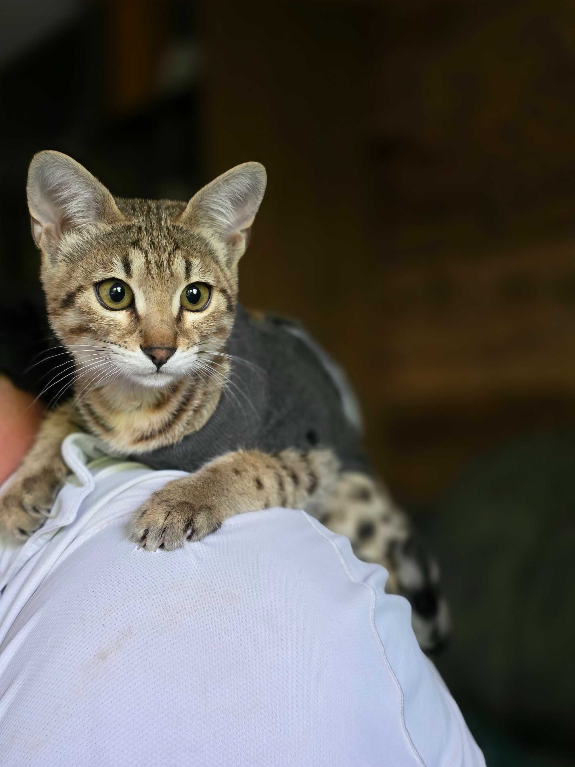 Luna. Savannah F3. Hybryda. Przekochana i uczuciowa