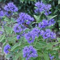 Кариоптерис медонос ,сантолина