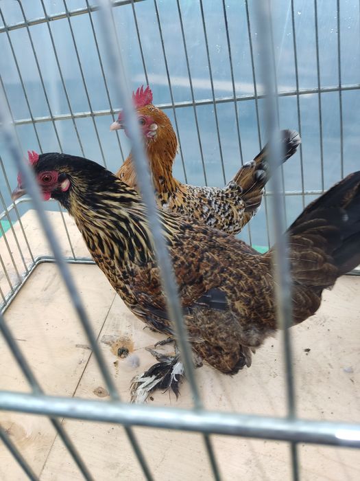 Декоративні кури