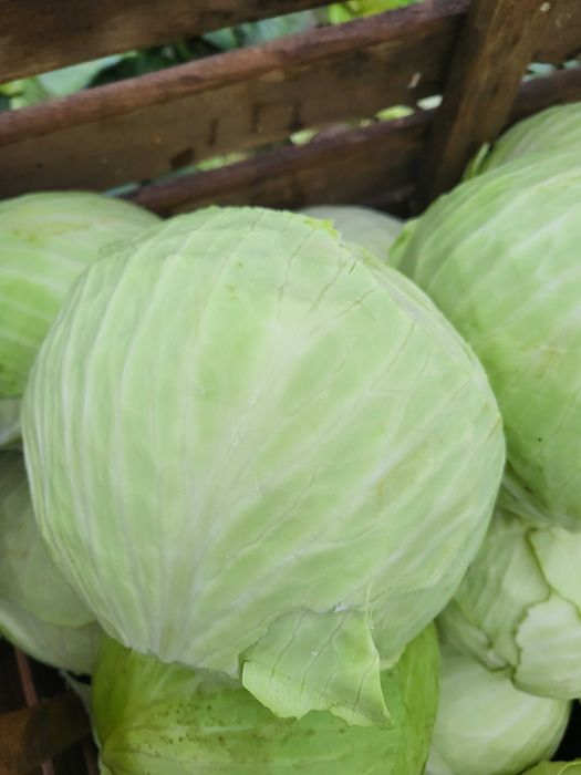 Kapusta świeża cała i szatkowana