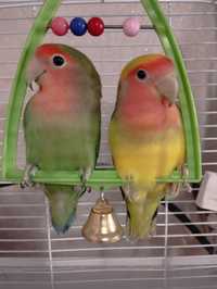 Продам попугаев неразлучников с клеткой