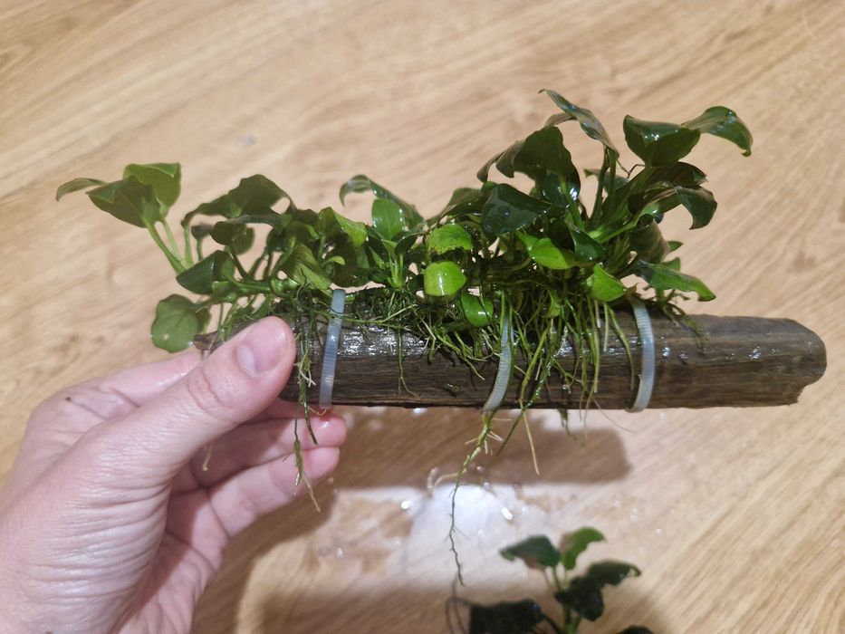 Anubias na kawałku drewna