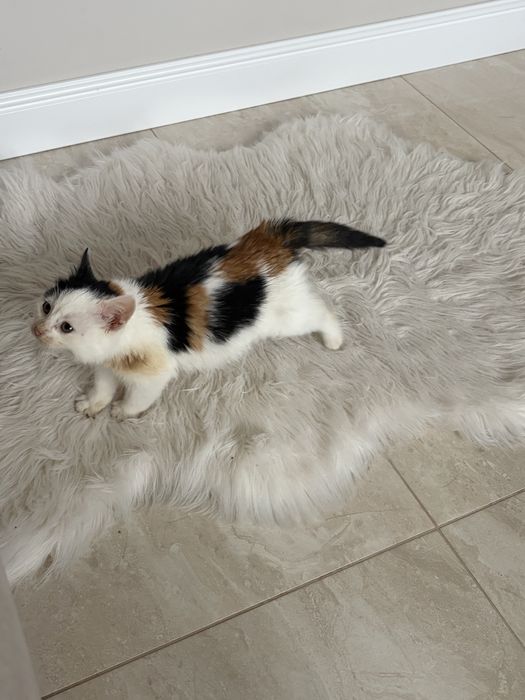 Кошенятко в добрі руки