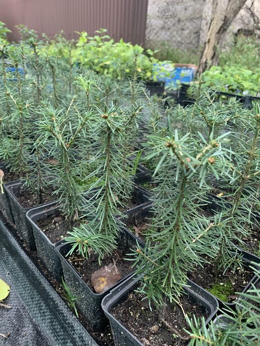 Сосна банкса,ялина голуба,ялиця бальзамічна,туя,хвойні рослини