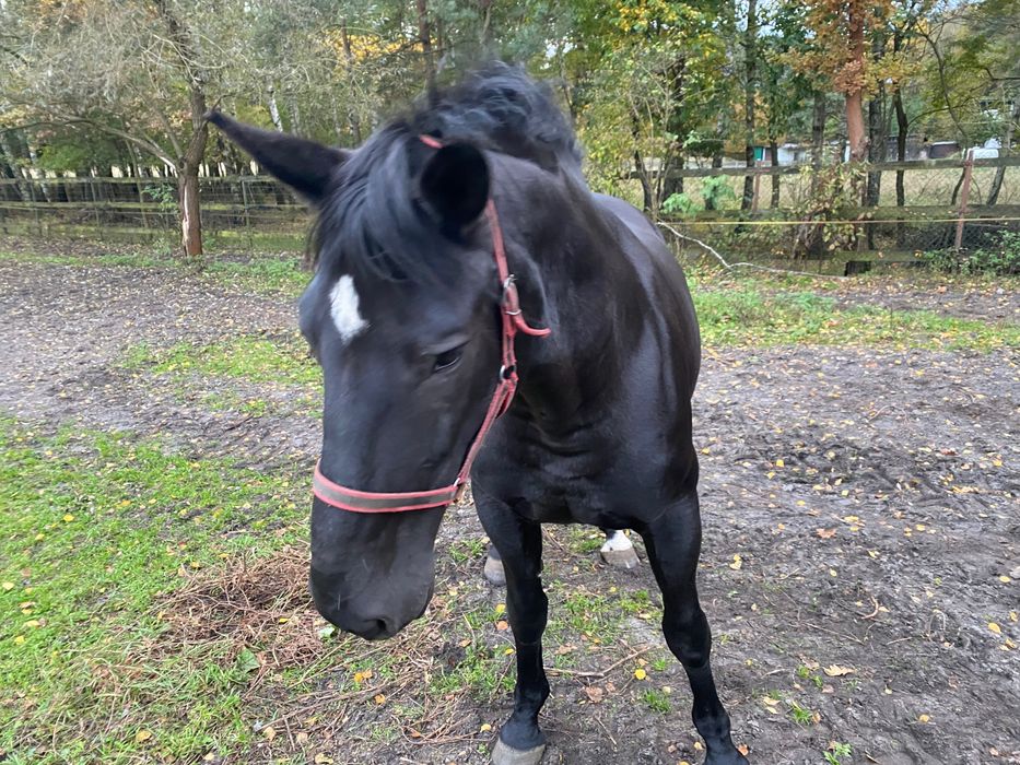 Sprzedam karą klacz