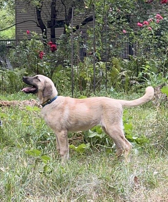 Kangal suczka 4 miesiace FCI