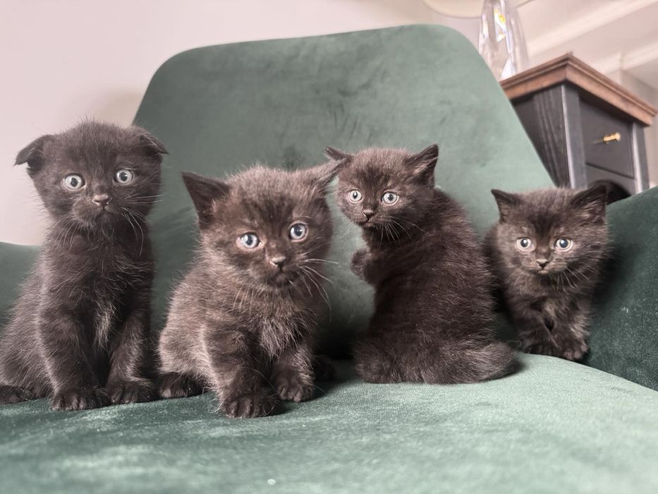 Кошеня шотландець, кошеня висловухе