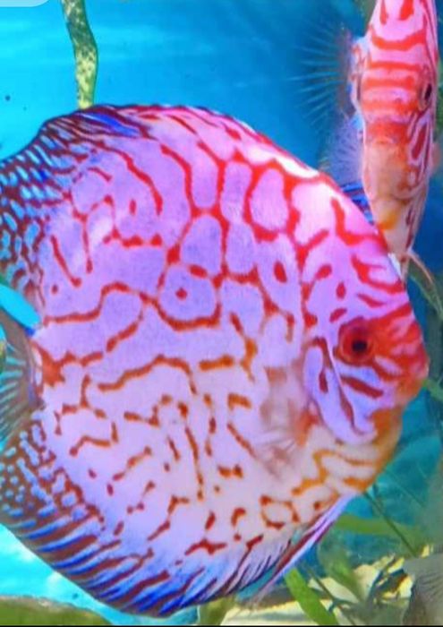 Paletki - Dyskowce Pigeon