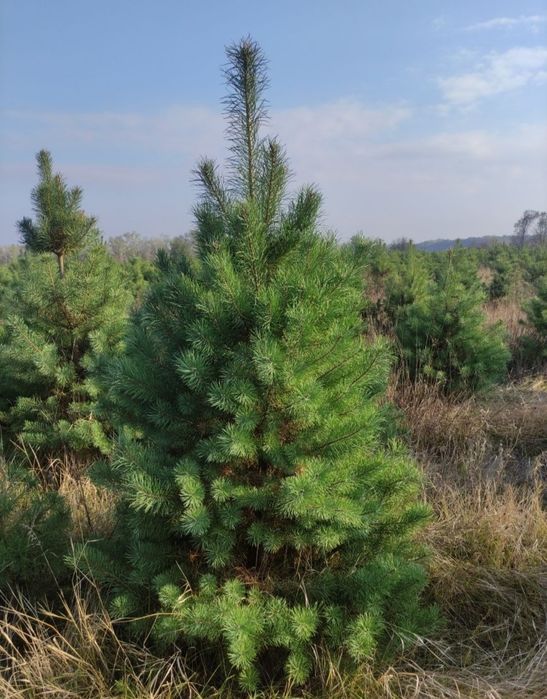 Сосна новорічна оптом