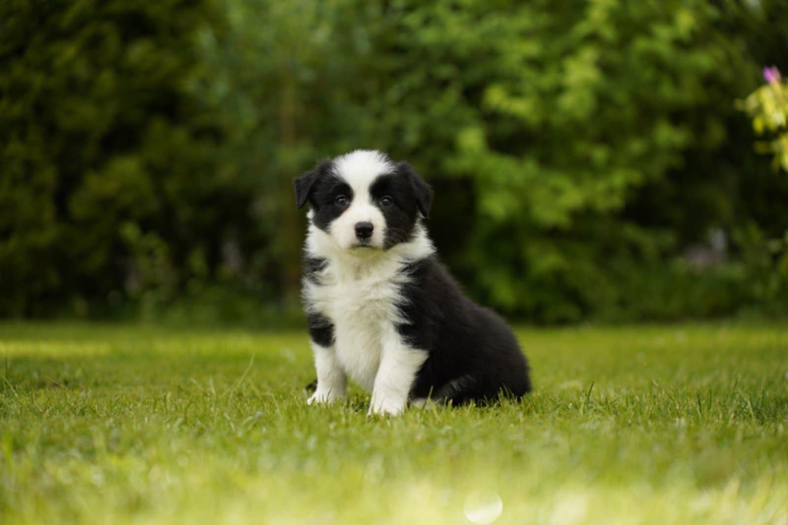 Szczenię Border Collie