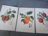 Owoce III  reprint na ścianę, XIX w.  piękny plakat do aranżacji