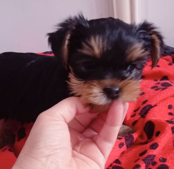 Гарнесенькі цуценята міні йорчики