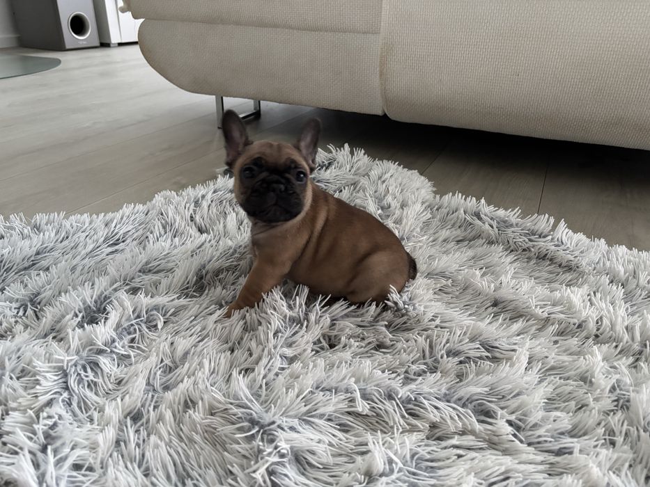 Buldog Francuski ZKwP FCI