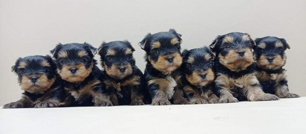 Большая семейка Одесская