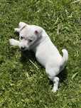 Jack Russel Terrier szczeniak miniatura