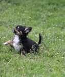 Chihuahua długowłosa piesek gotowy do odbioru.