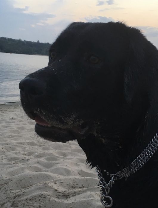 Мальчик-красавчик Лабрадор. Вязка