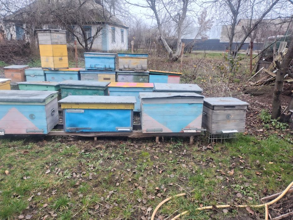 Вулики лижаки і багато корпусні