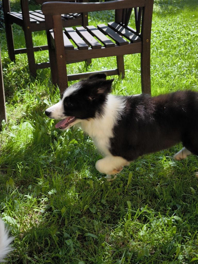 Border collie ZKWP FCI suczka