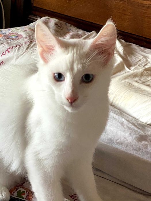 Bonifácio: gatinho Angorá Turco. Branco. olhos azuis. LOP e vacinas
