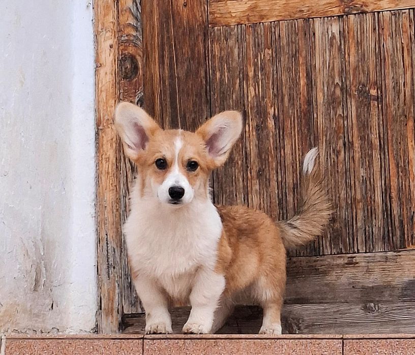 Dziewczynka Welsh Corgi Pembroke